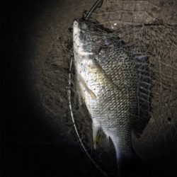 めっちゃ釣れた