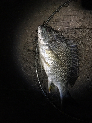 めっちゃ釣れた