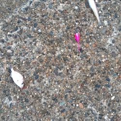 チョイ投げにて