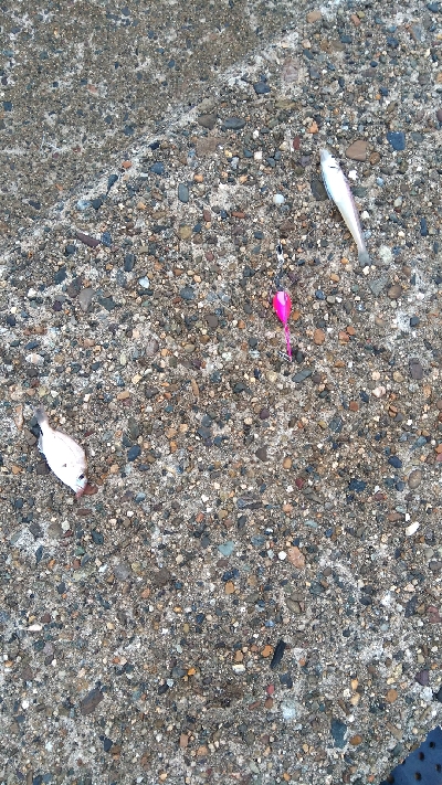 チョイ投げにて