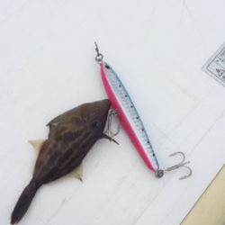 ケンサキイカナイトゲーム☆