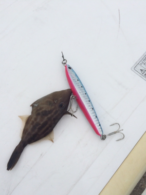 ケンサキイカナイトゲーム☆