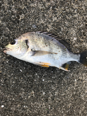 水温が高いのか(T . T)