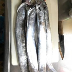 ワインドでタチウオ