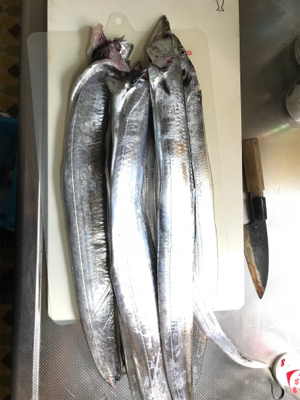 ワインドでタチウオ