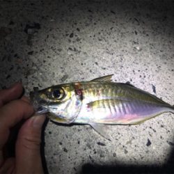 伊方町・アジング好調