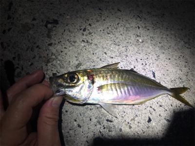 伊方町・アジング好調