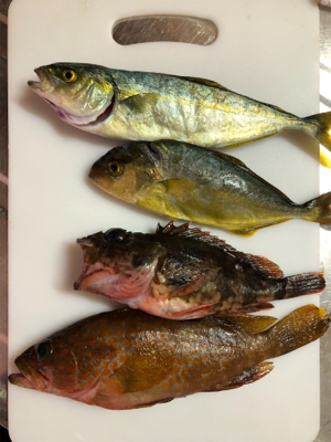 ライトショアジグ  ビフテキ