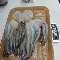 【釣人家】午前タコ便