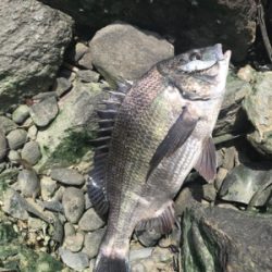 デイゲームでクロダイ連発!