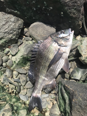 デイゲームでクロダイ連発!