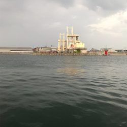 アジは何処に行きました？