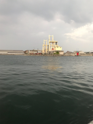 アジは何処に行きました？