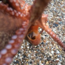 まだタコ釣れます