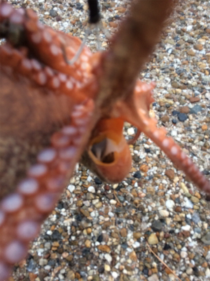 まだタコ釣れます