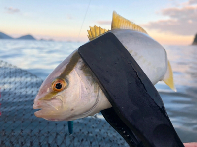 カヤックフィッシング！