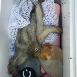 まだまだ、居てるタコ!