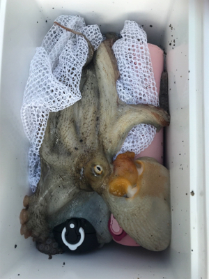 まだまだ、居てるタコ!