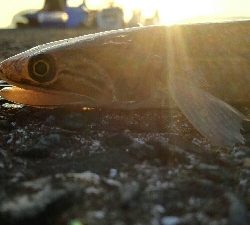 2018年8月12日釣行in福吉漁港