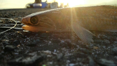 2018年8月12日釣行in福吉漁港