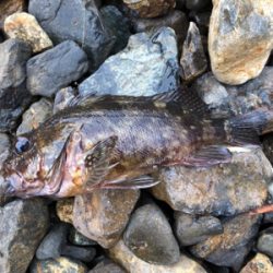 親父たちの釣行 第8弾