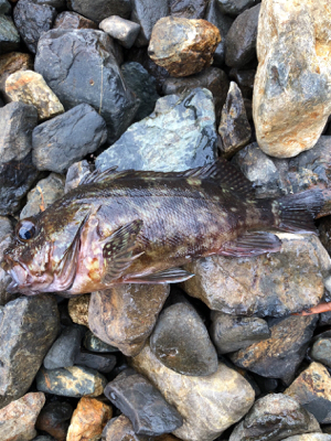 親父たちの釣行 第8弾