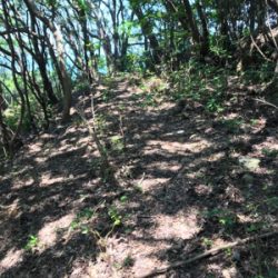 もうブリが来たよ