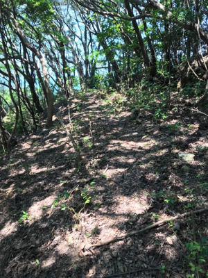 もうブリが来たよ