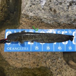 デイナマズ&ライギョ