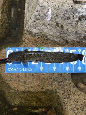 デイナマズ&ライギョ