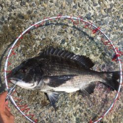 本日は魚の活性が高い！