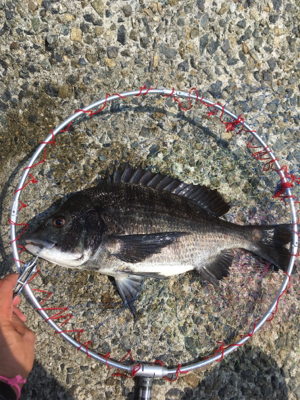 本日は魚の活性が高い！