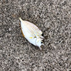 キャンプで釣り