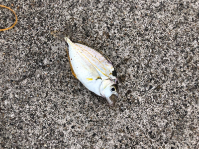 キャンプで釣り