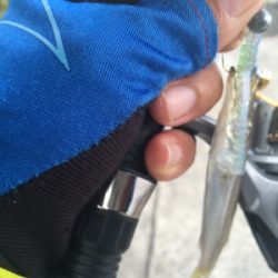 初めてのカマス