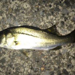 ナイスサイズアジ単体