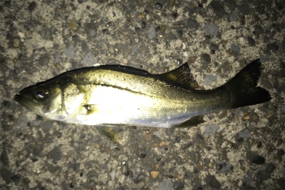 ナイスサイズアジ単体