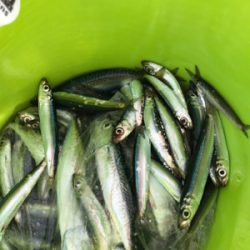 お盆休み、子供とサビキ釣り