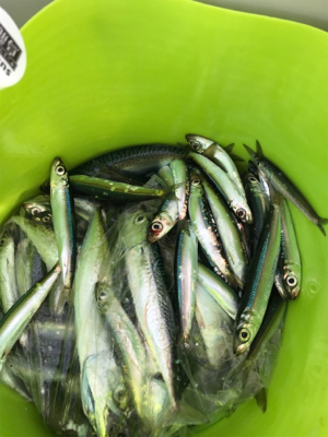 お盆休み、子供とサビキ釣り