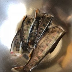 ちょっとだけヤマメ釣り