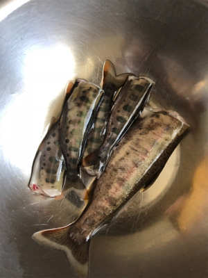 ちょっとだけヤマメ釣り