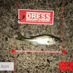 アジを探して。