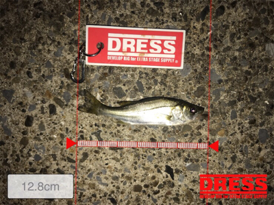 アジを探して。