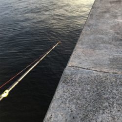 帰省と共にタコ