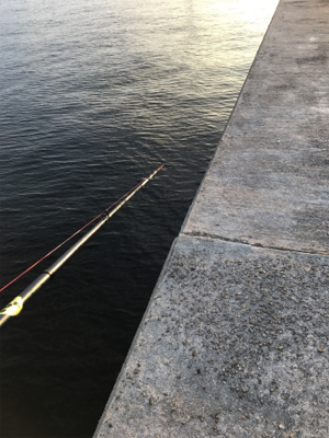 帰省と共にタコ