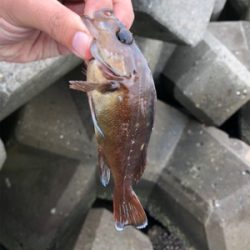 穴釣りでエゾメバル