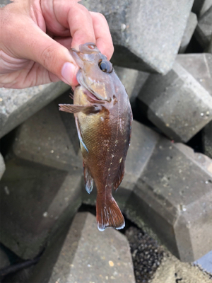 穴釣りでエゾメバル