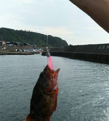 よくひきました