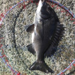 朝からテトラへ、。