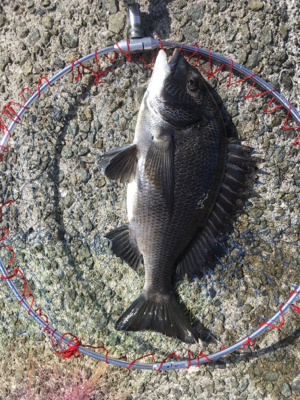 朝からテトラへ、。